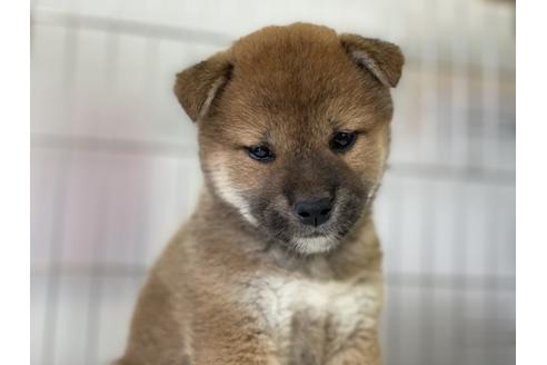 成約済の岡山県の柴犬-136199の1枚目